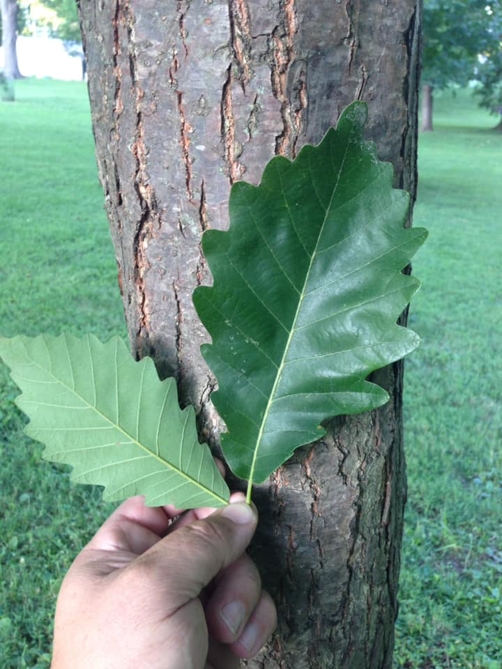 Chestnut Oak Bark and Leaf