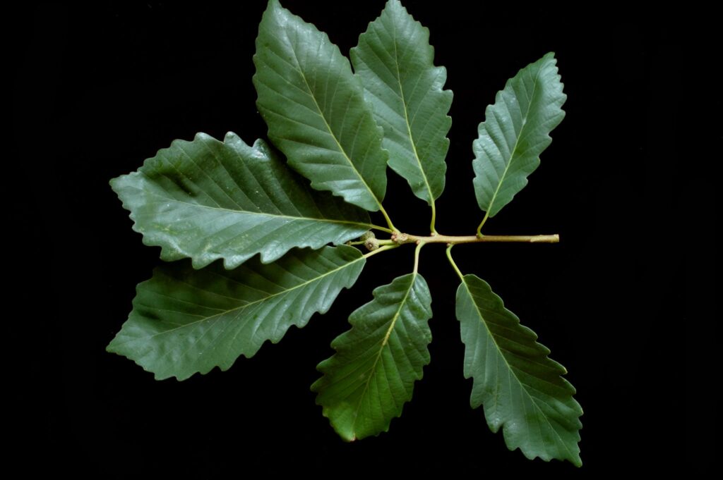 Chestnut Oak Green Leaf