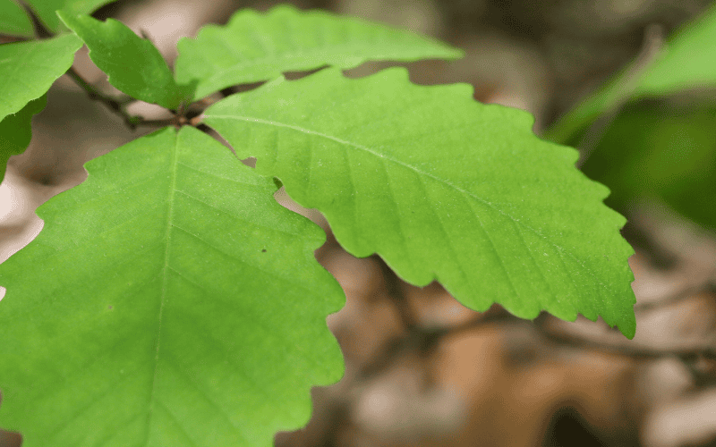 Chestnut Oak Light Green Leaf