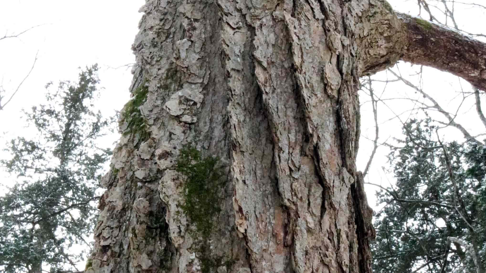 Chinkapin Oak Bark