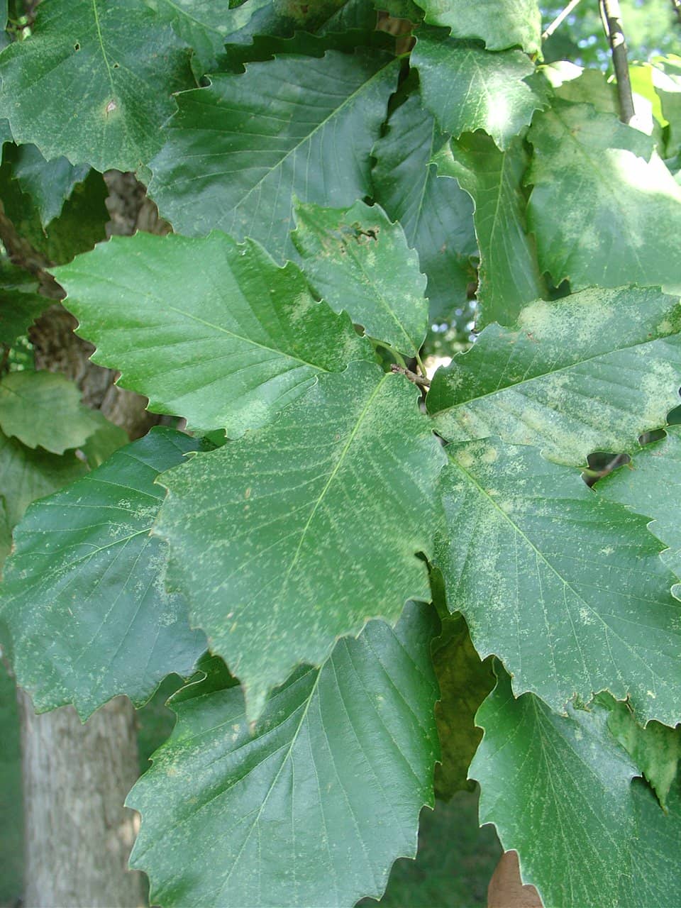 Chinquapin Oak Leaf