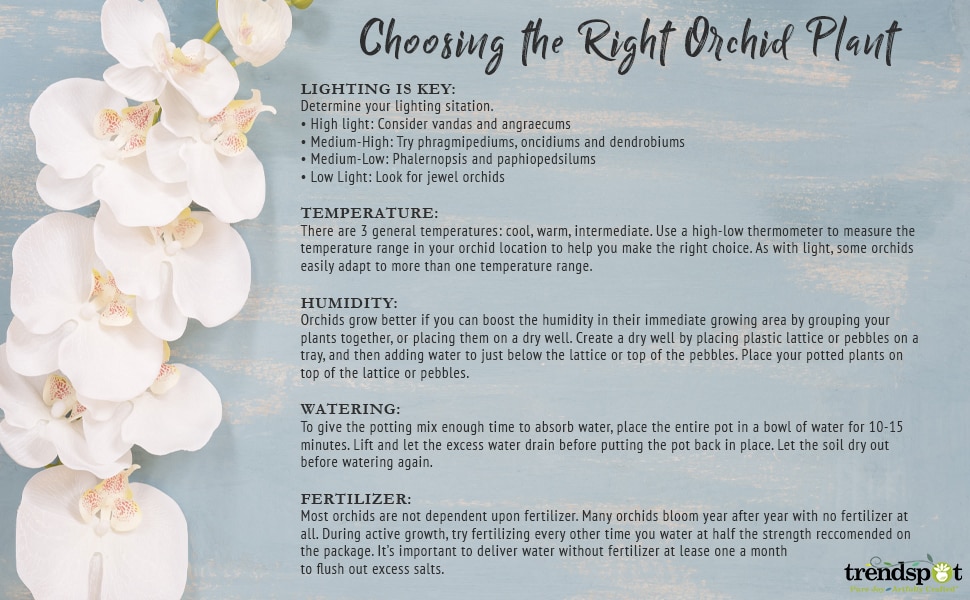 Choosing Right Orchid Plant