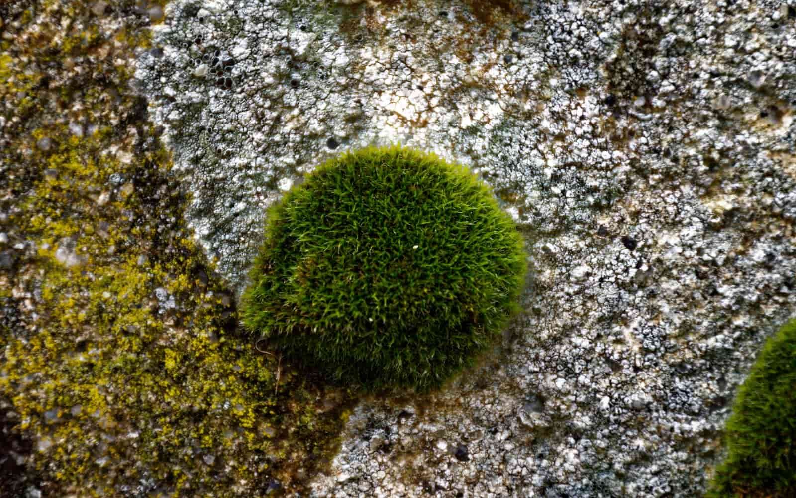 Cladophora Moss Ball in Water