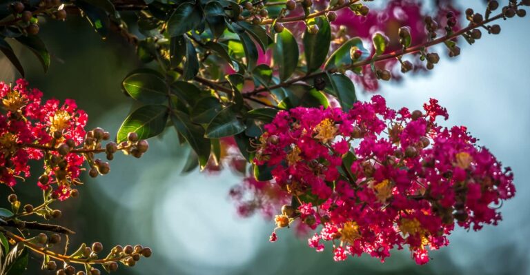 How to Fertilize and Care for Crape Myrtles (Get More Flowers)