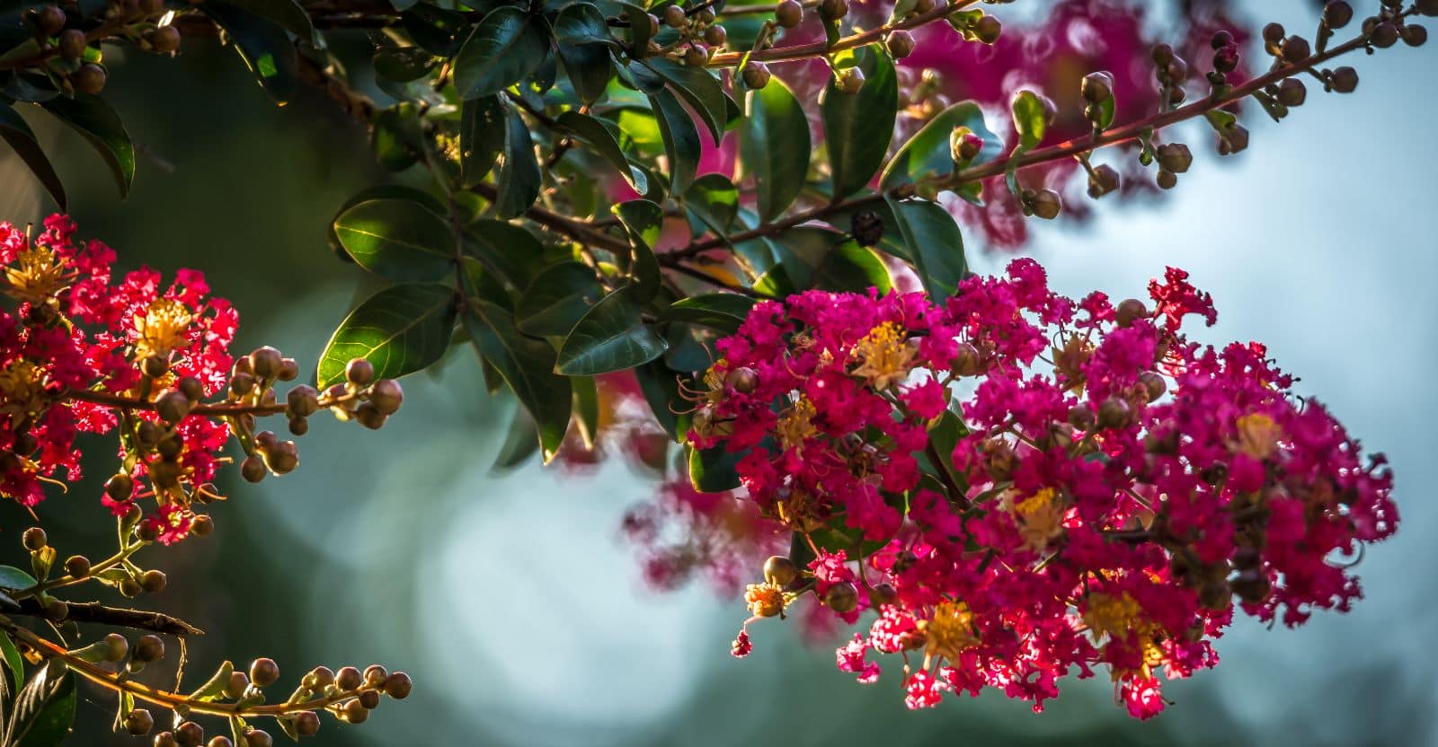 Crape Myrtle Flower in Garden