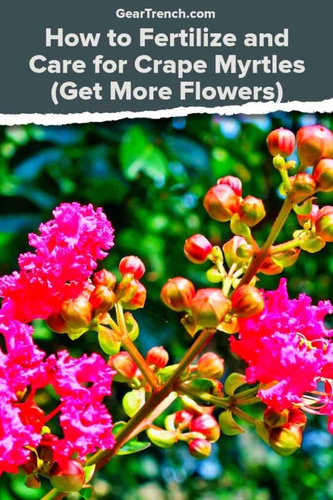 Crape-Myrtles-Plant-