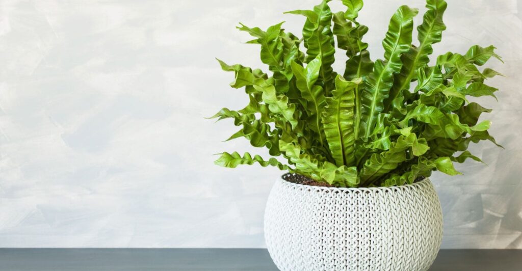 Crispy-Wave-Fern-Indoor-Care