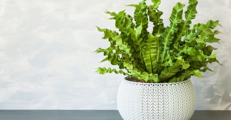 Crispy Wave Fern: How to Grow and Care Air Purifying Fern