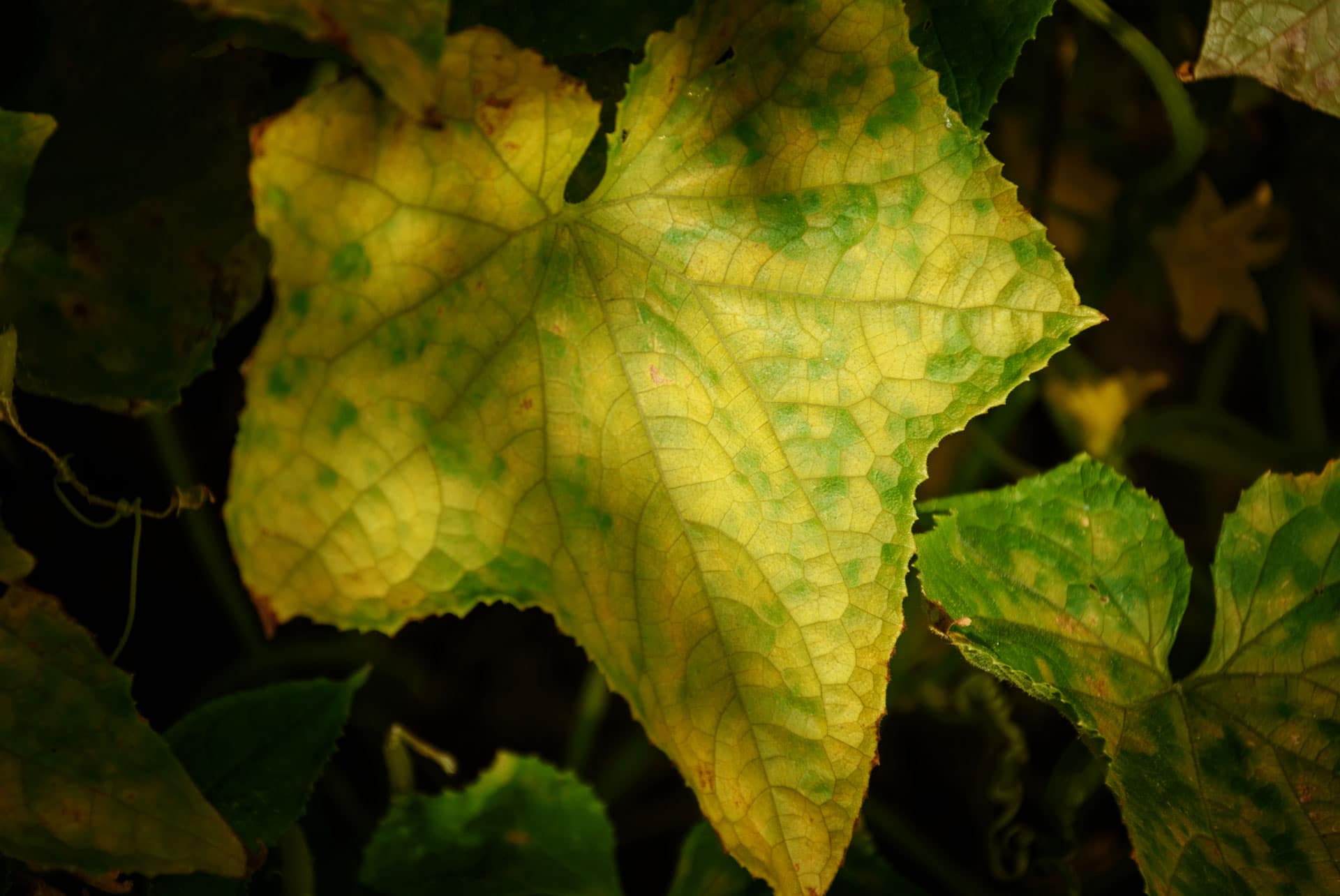 Cucumber-Leave-Turned-Yellow