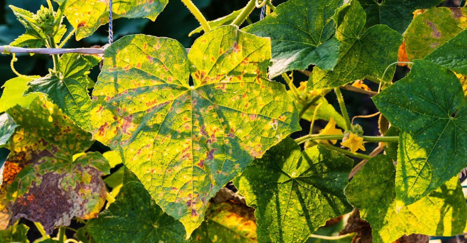 Cucumber-Leaves-Turning-Yellow