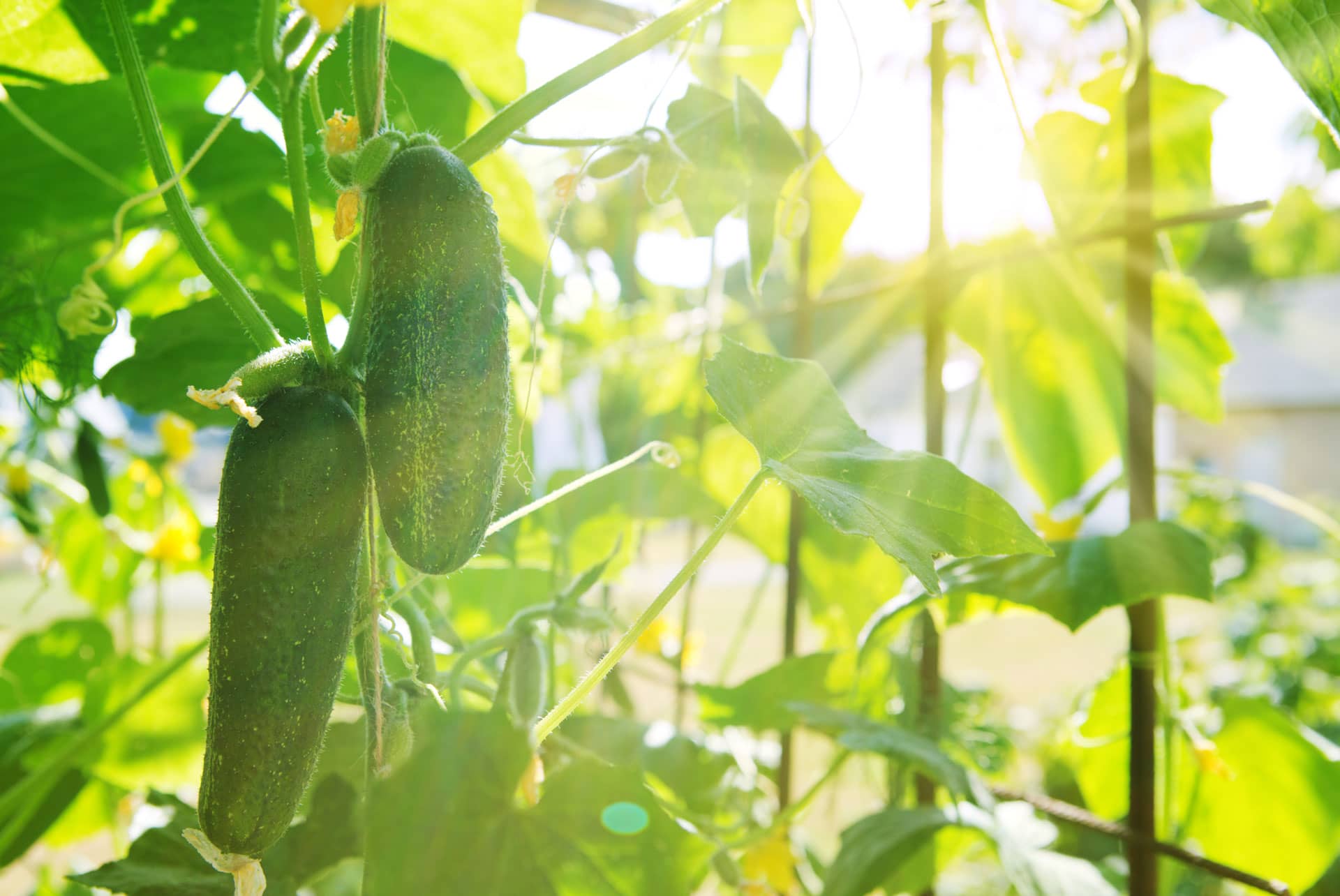 Cucumber-Plant-Direct-Sunlight