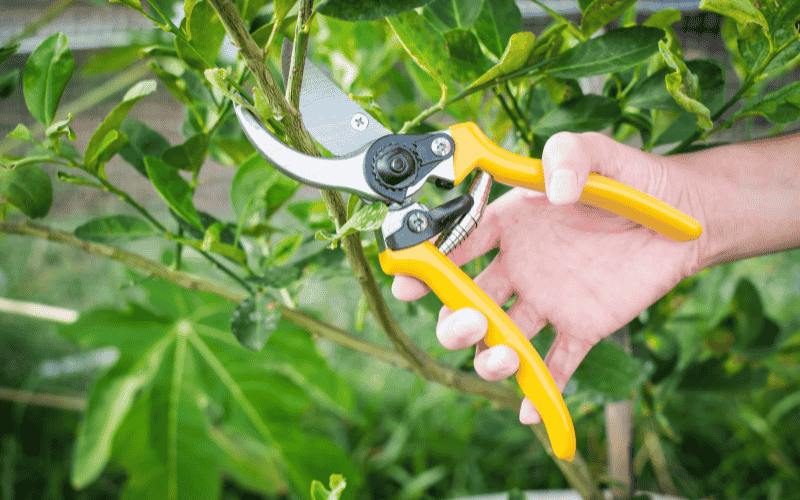 Cutting Branch with Pruning Shear