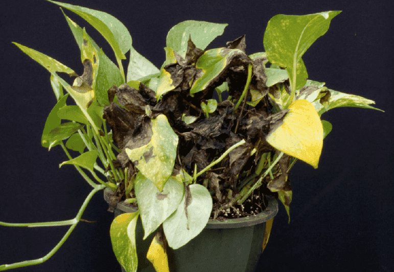 Dark Brown Pothos Leaves Due to Root Rot