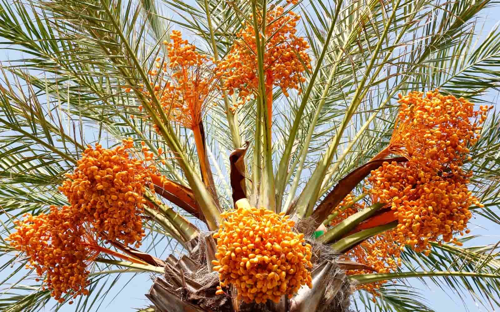 Date Palm Berries
