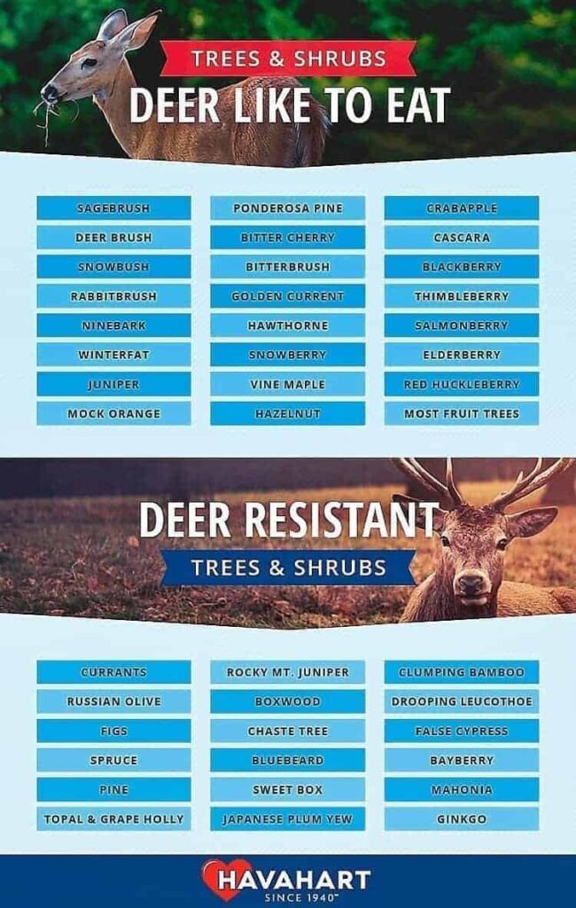 Deer-Resistant-Plant-Infographic