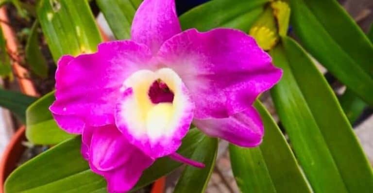 How to Grow and Care Dendrobium Nobile Orchids Easy Way