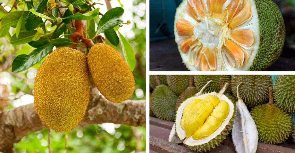 Durian Vs Jackfruit