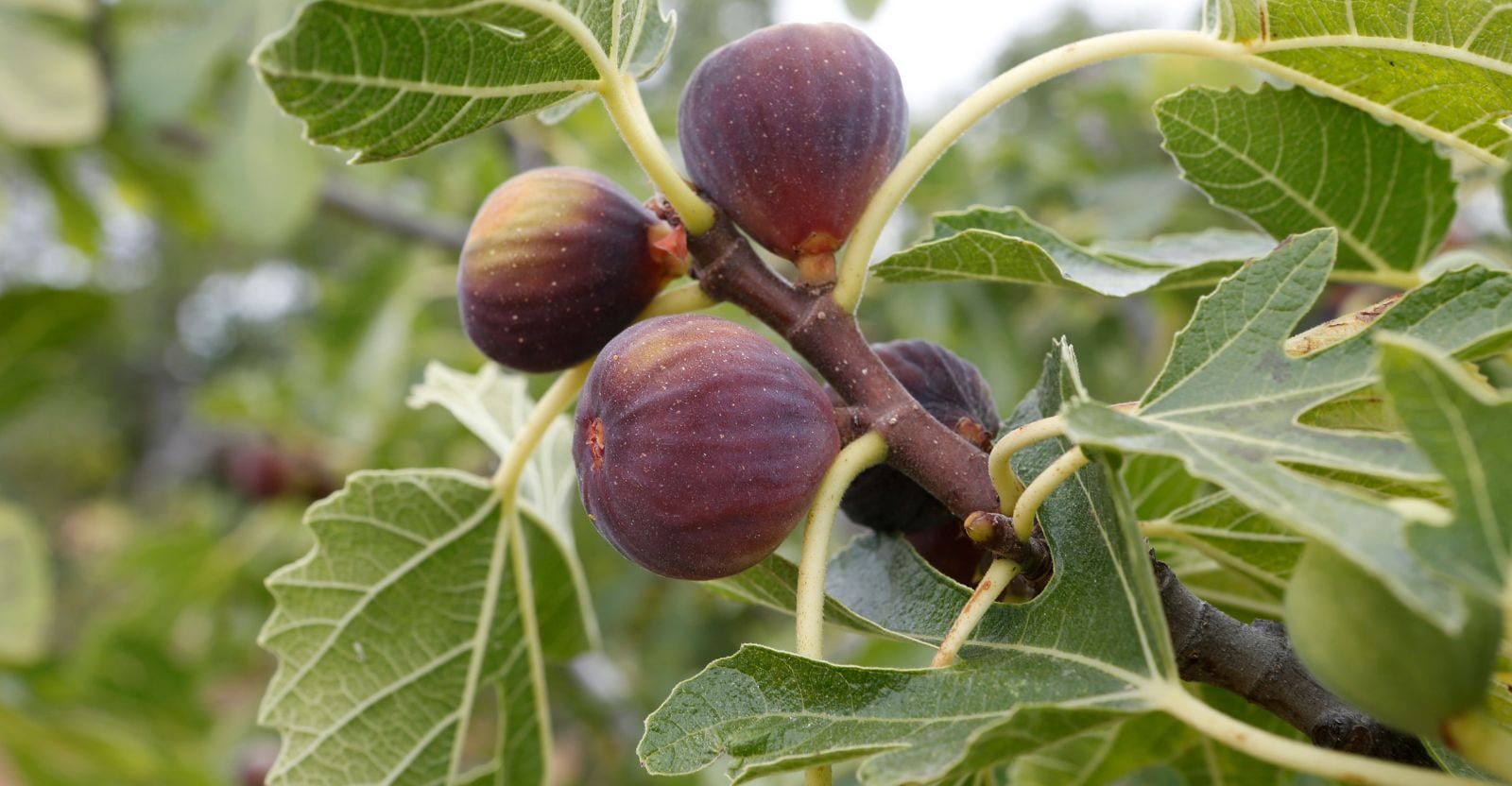 Easy Way To Prune Fig Tree