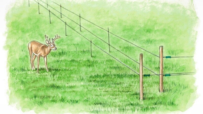 Electric Deer Fence