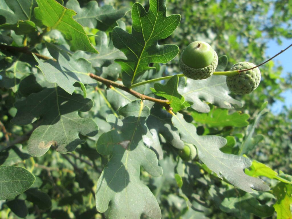 English Oak Acorn and leaf
