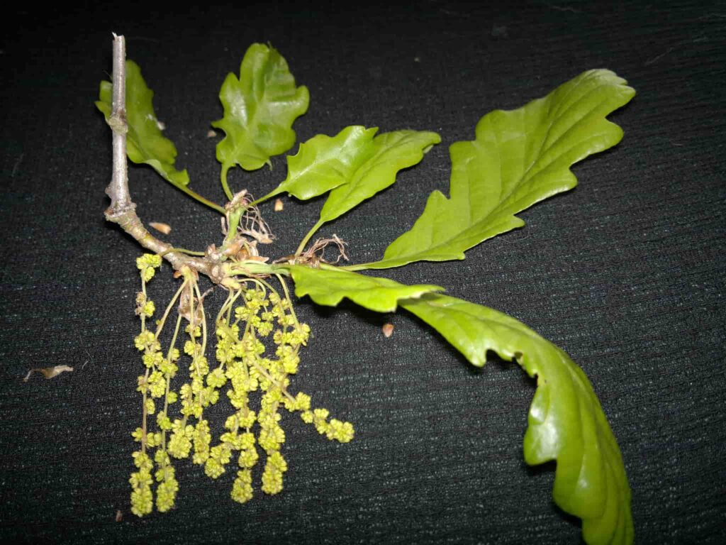 English Oak Spread Leaf