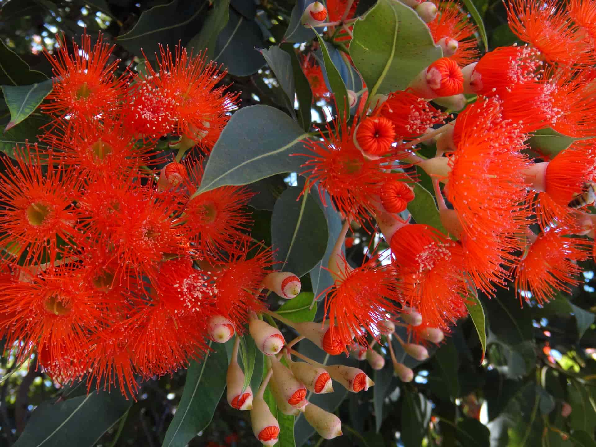 Eucalyptus-Blooming-Flower