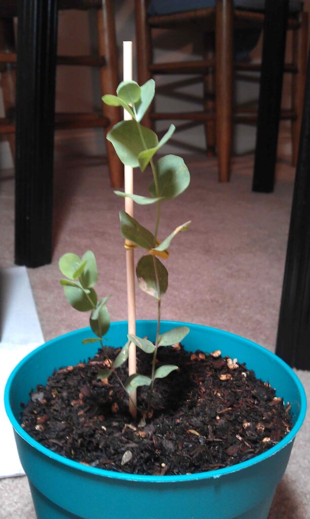 Eucalyptus Planted Indoor in Pot