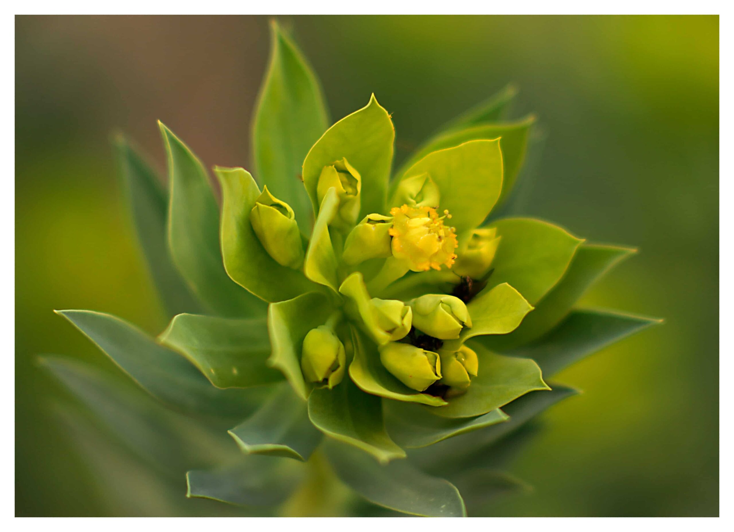 Euphorbia Biglandulosa
