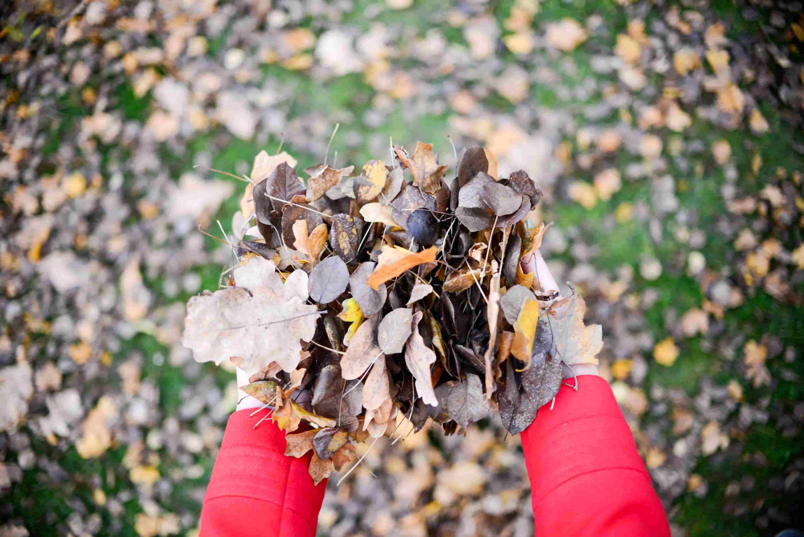 Fallen Shredded Leaves