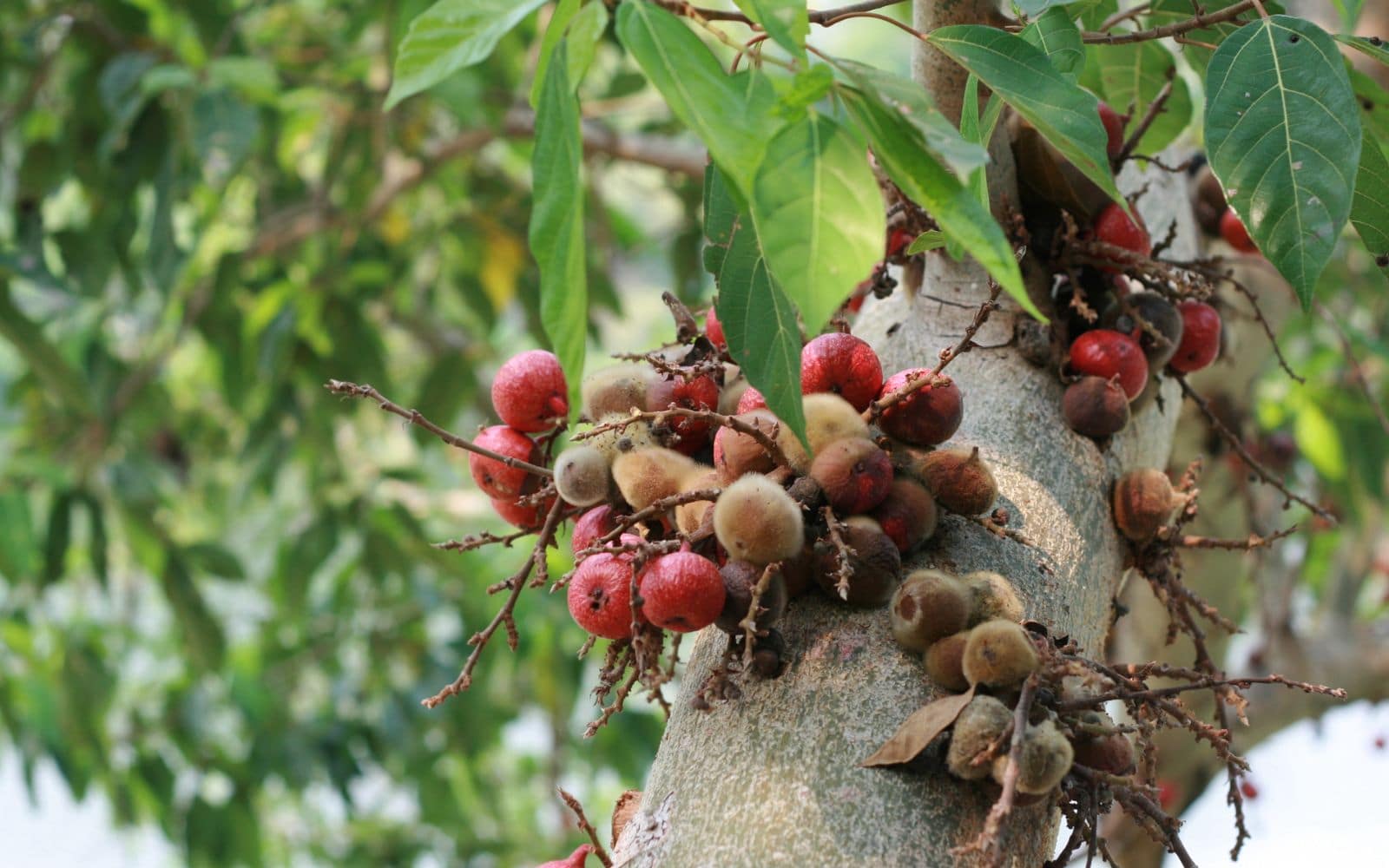 Fig Fruits on Tree