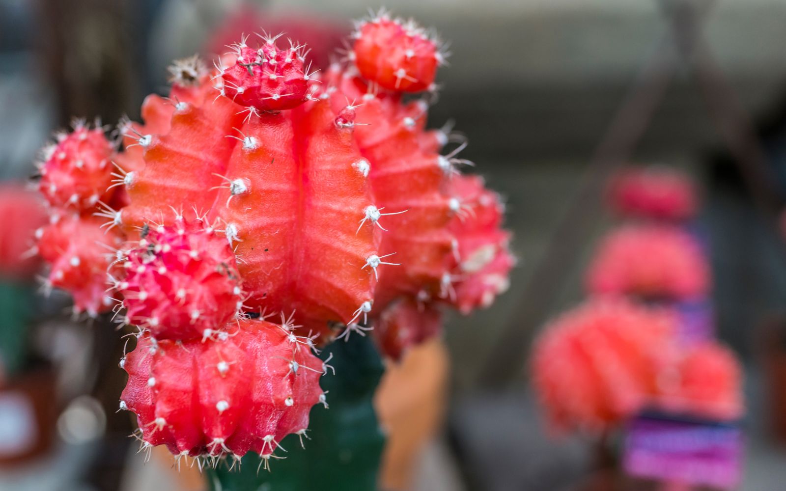 Flowering Ruby Ball Cactus