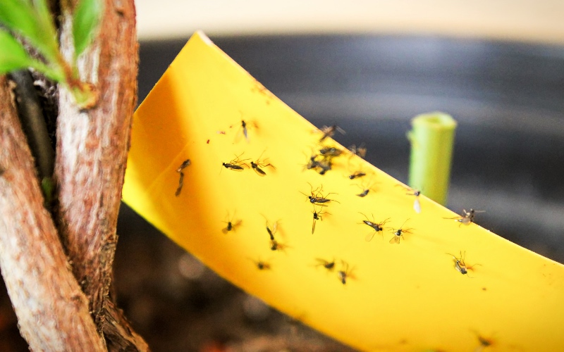 Fungus Gnats Stick to tape