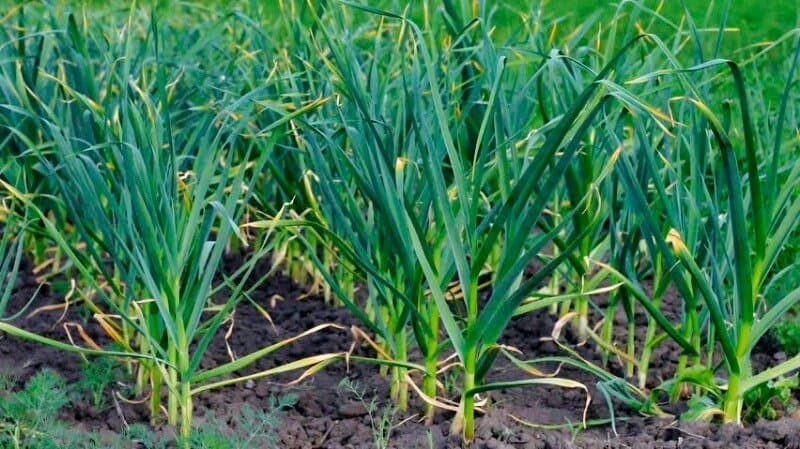 Garlic-Plant