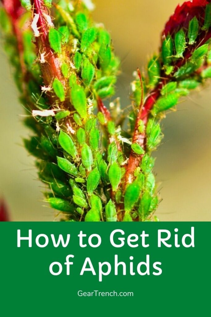 Get Rid of Aphids Naturally