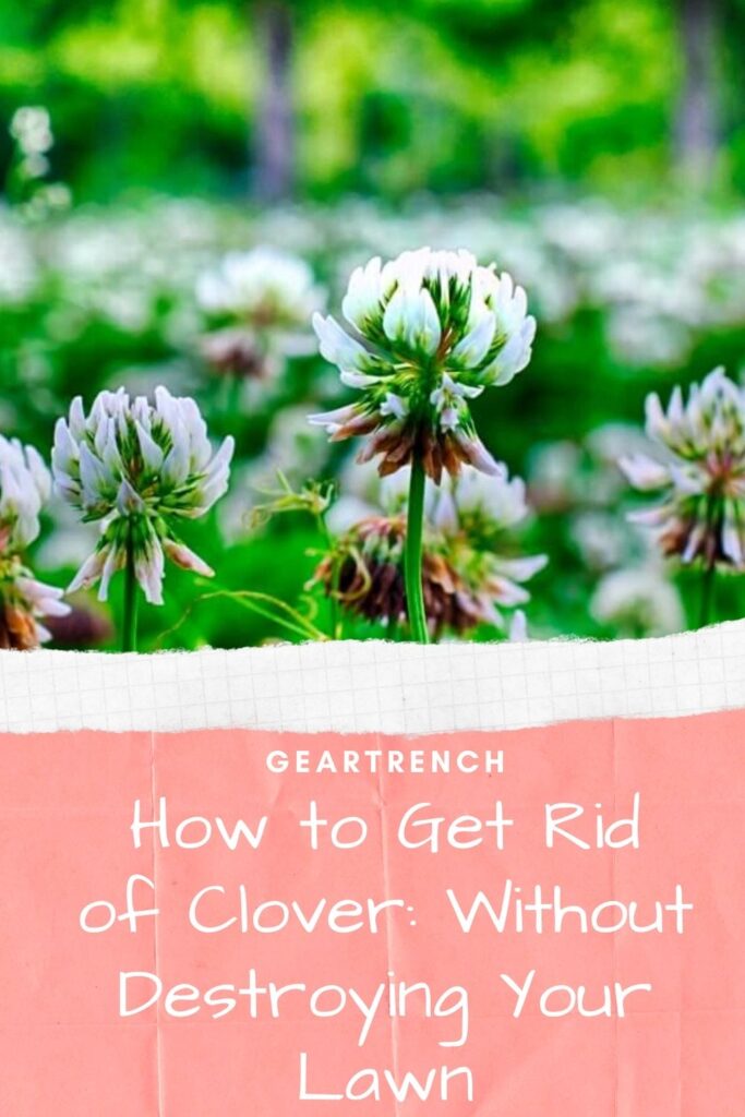 Get Rid of Clover Without Destroying Lawn