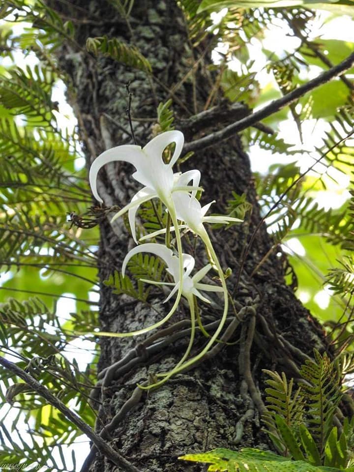 Ghost Orchid Blooming on Tree