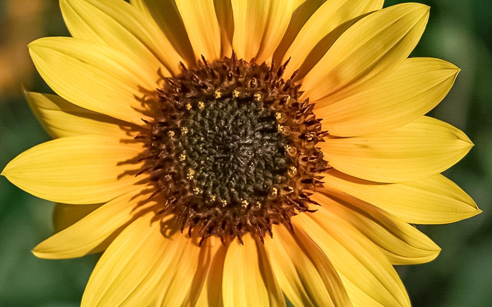 Golden Cheer Sunflower