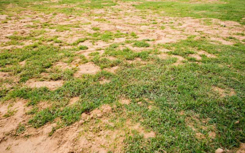 Grass-Struggling-To-Grow-in-Sandy-Soil