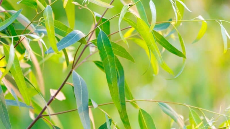 Green-Eucalyptus-Leaves