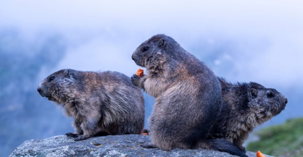 Groundhog-Repellent--Easy-Ways-to-Get-Remove