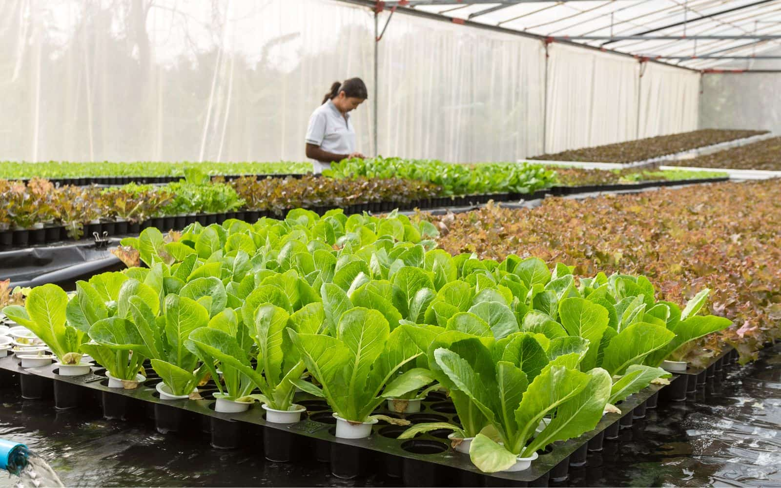 Growing Lettuce in Container