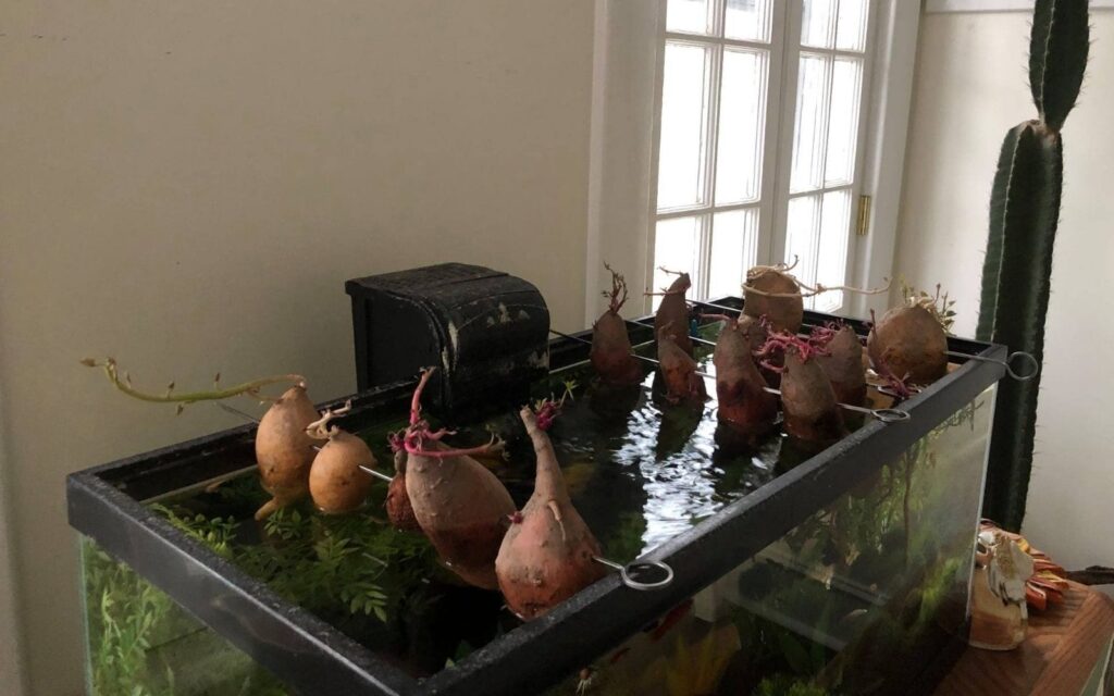 Growing Potato Slip in Aquarium
