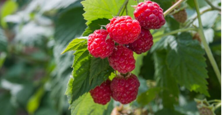 Growing Raspberries: The Ultimate Guide to Transplanting and Pruning