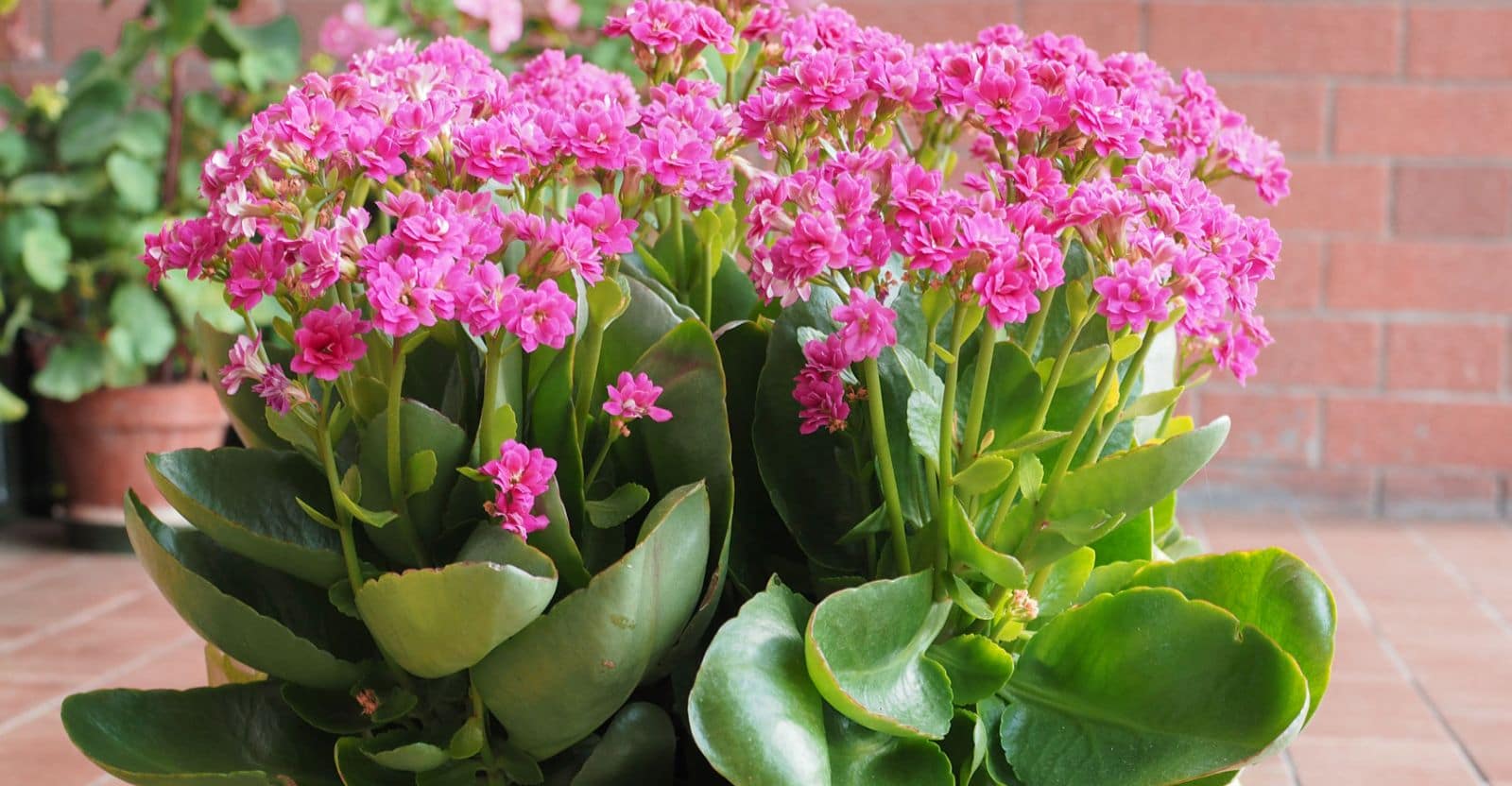 Growing-and-Caring-For-Kalanchoes