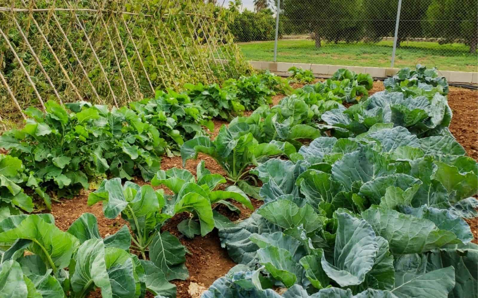 Growing and Harvesting Lettuce in Garden