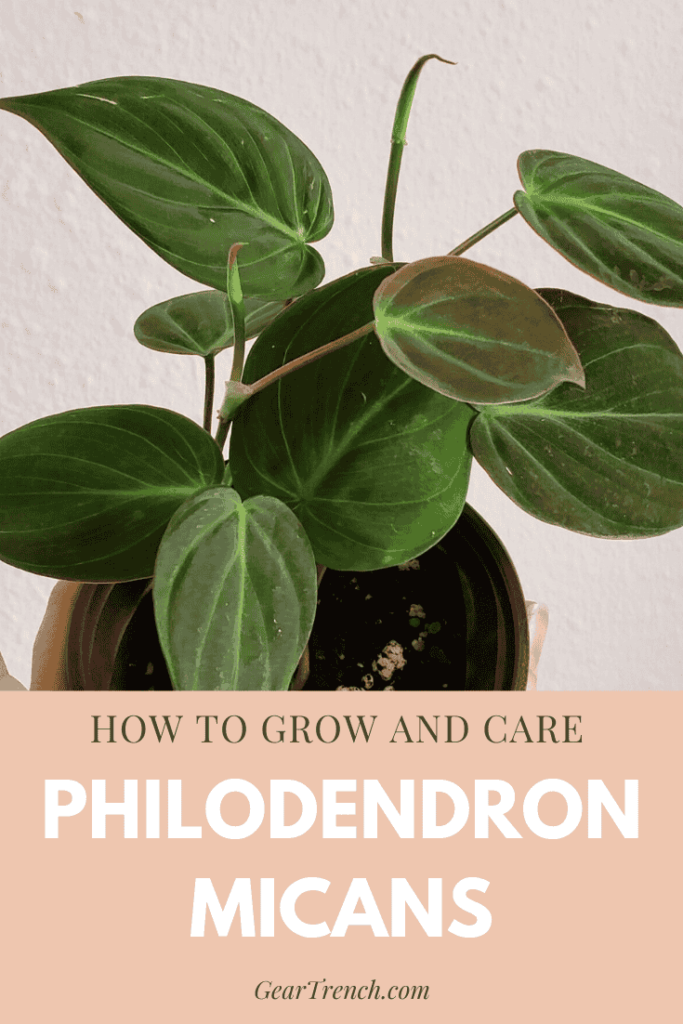 Growth and Care for Philodendron Micans