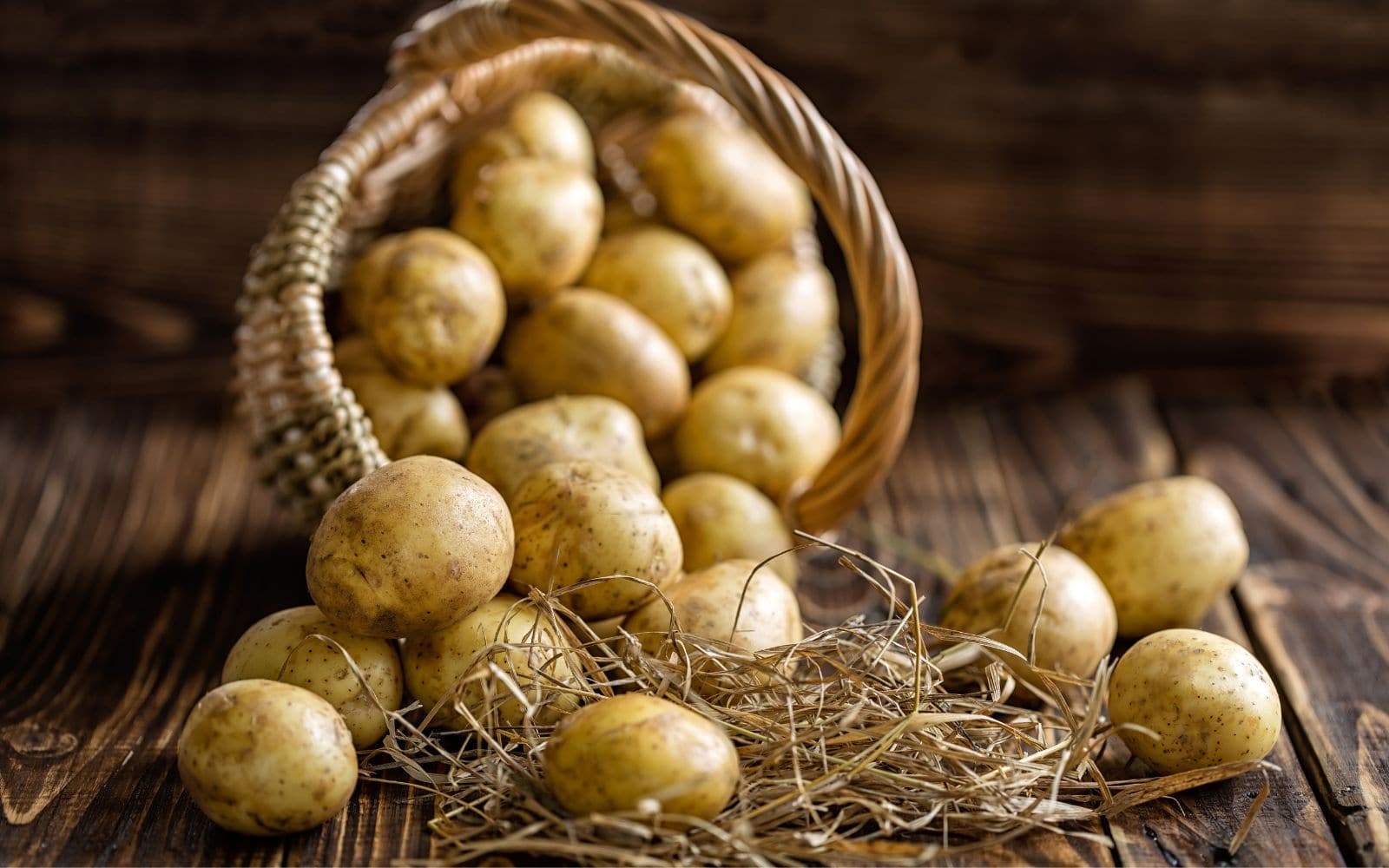 Harvested Potato Stored in Bucket