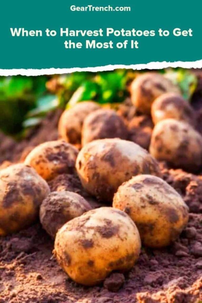 Harvesting-Potatoes