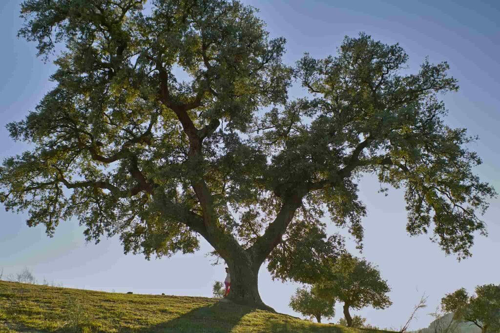 Holm Oak Tree