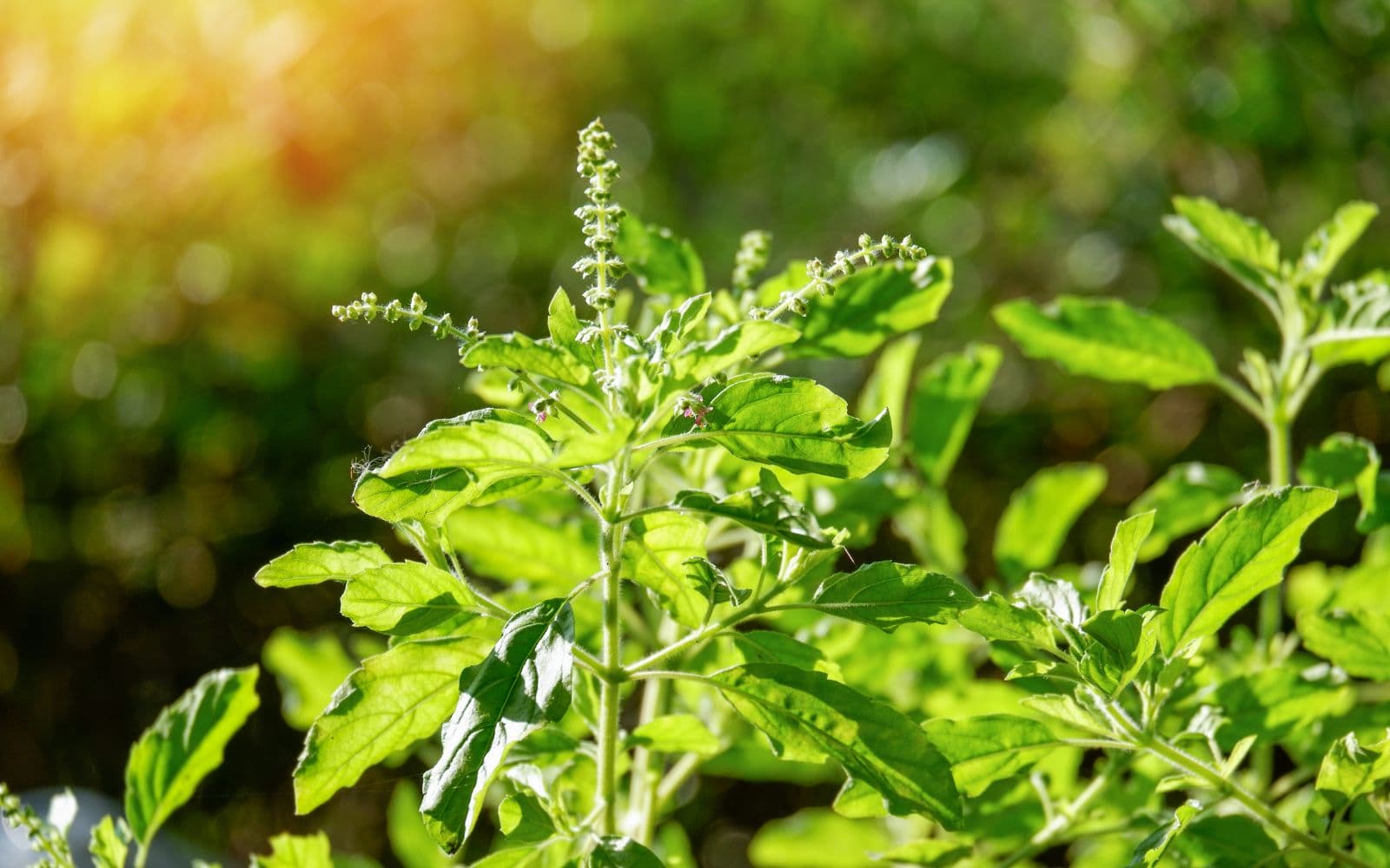 Holy Basil Features